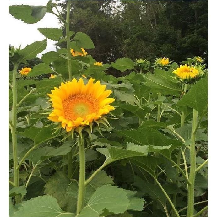 Hạt giống hoa hướng dương cắt cành KNS3638 - gói 30 hạt