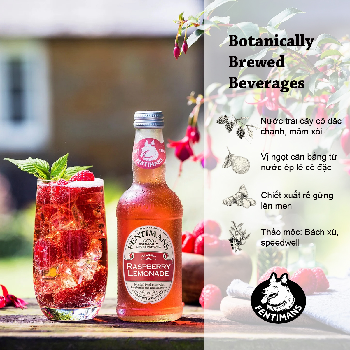 Fentimans Tonic Water Vị Mâm Xôi Raspberry Lemonade 275ml (12 Chai / Thùng)