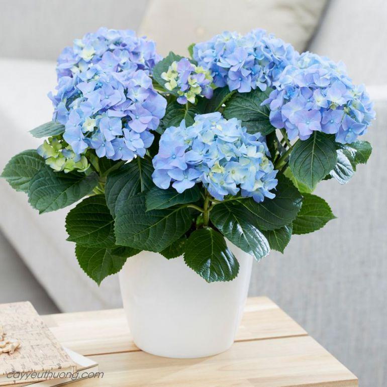 HOA CẨM TÚ CẦU - chậu hoa nhiều đầu đang nụ và hoa