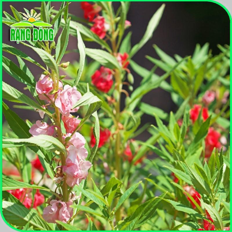 Hạt giống Hoa Móng Tay Nhiều Màu Rd 809 (0,1g~20 hạt) dễ trồng, hoa nở liên tục, quanh năm - Hạt giống Rạng Đông