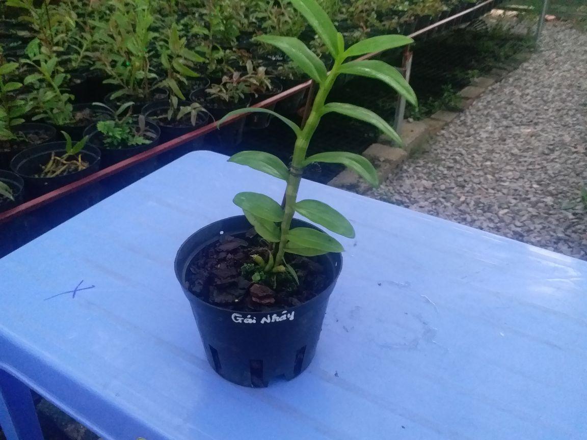 CHẬU HOA LAN PHI ĐIỆP 5CT GÁI NHẢY THÂN THỦ QUA ĐẸP cây cực đẹp