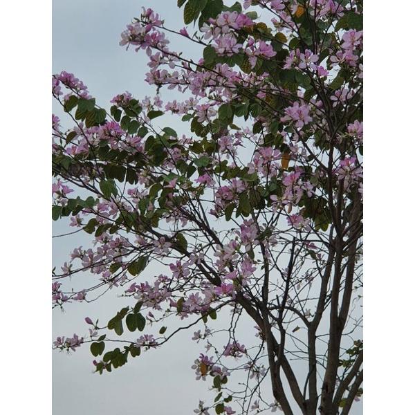 Cây giống hoa ban tây bắc. cây giống cao 20.25cm