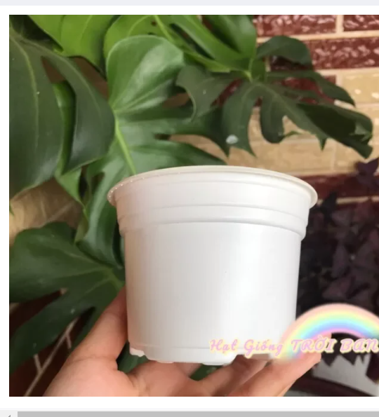 COMBO 50 CHẬU NHỰA MỎNG TRỒNG SEN ĐÁ
