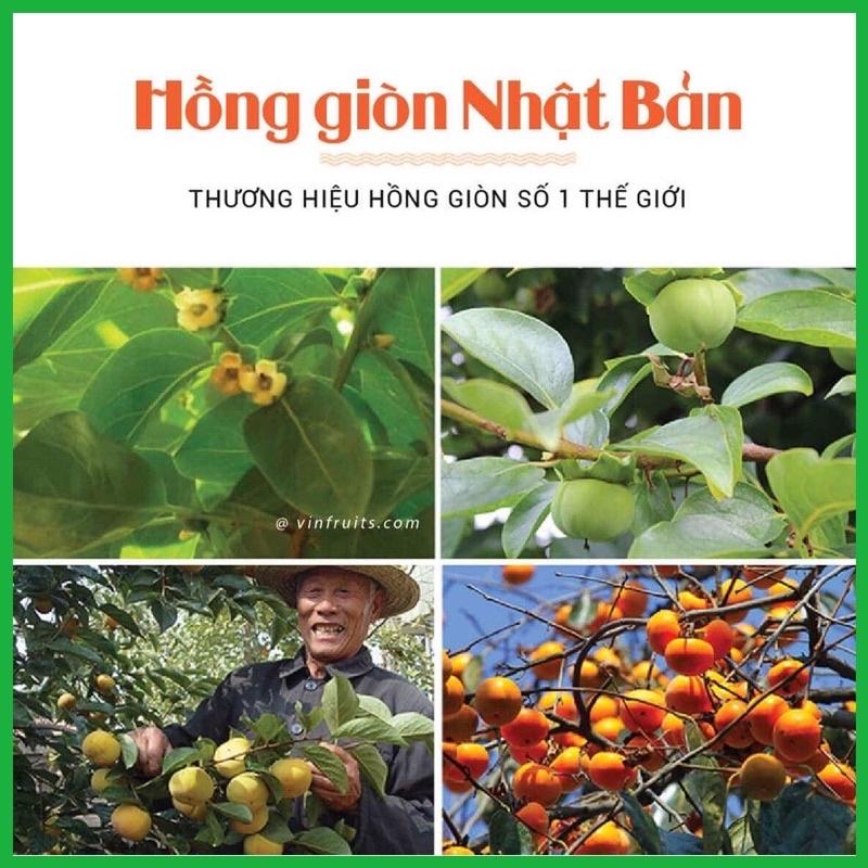 Cây giống hồng giòn Nhật bản quả to giòn ngọt (ảnh thật hình cuối)