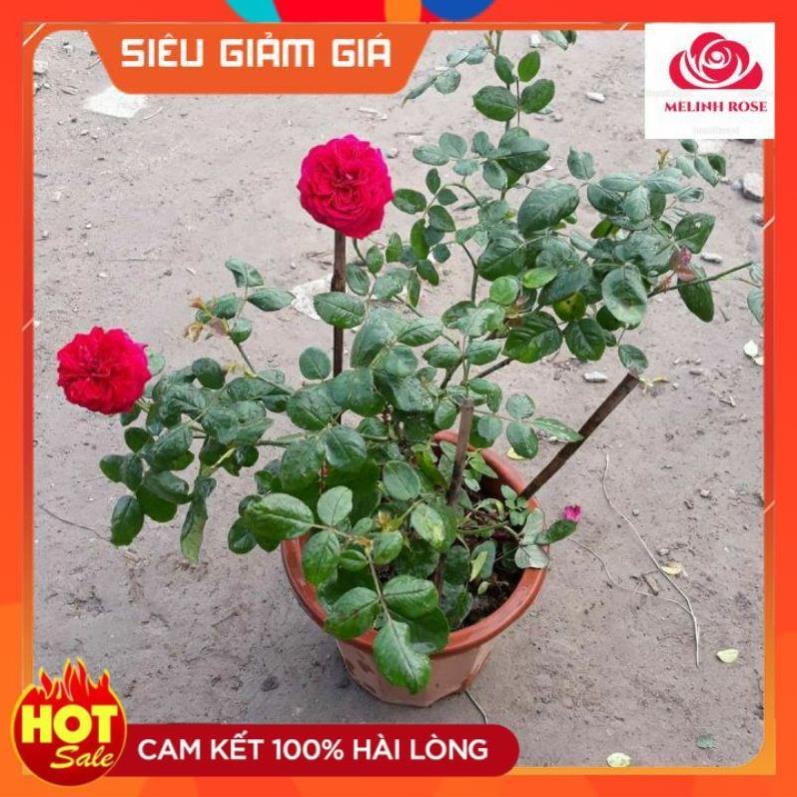 Hoa hồng ngoại Rouge Royal – Bông hồng mang nét đẹp của sự bền bỉ