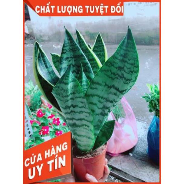 Lưỡi Hổ Cao
