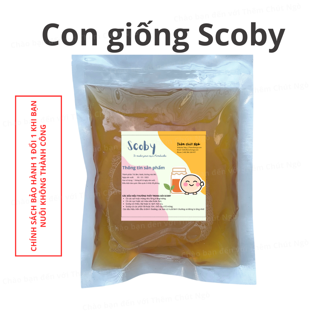 Scoby làm trà Kombucha, con giống Kombucha kèm nước mồi 150ml, con giống làm trà Kombucha