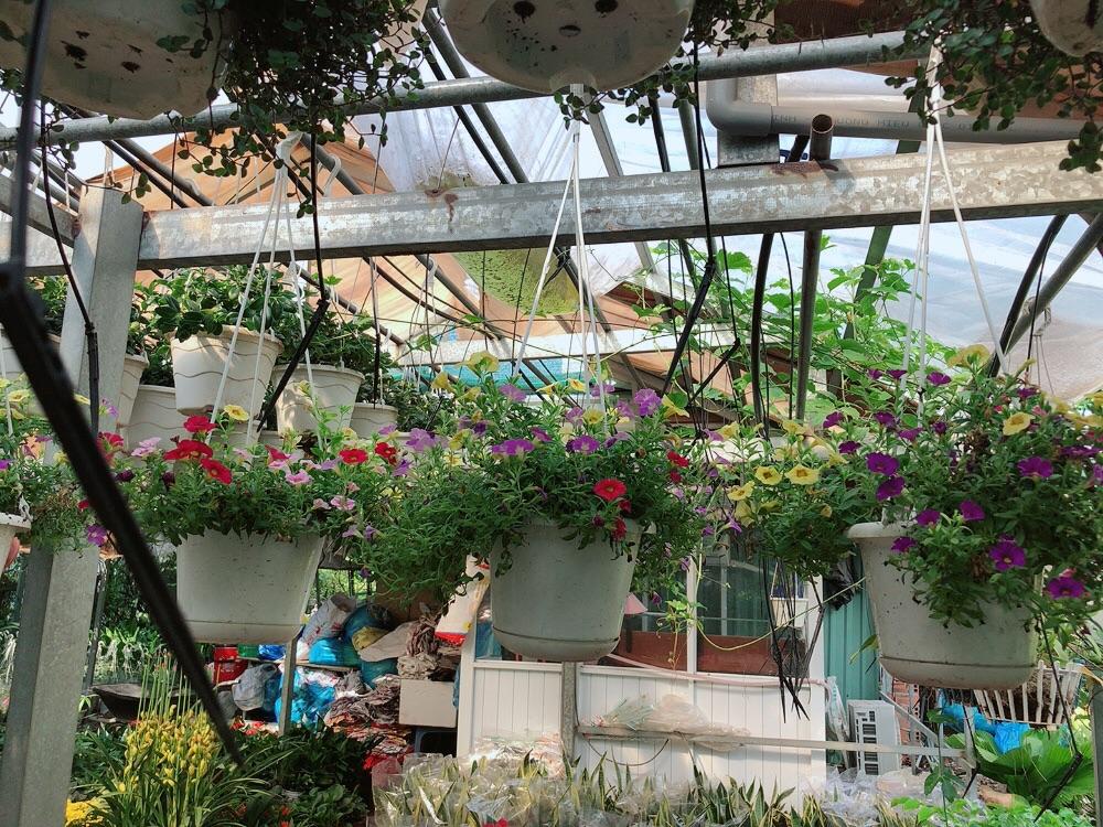 Chậu Cây Triệu Chuông