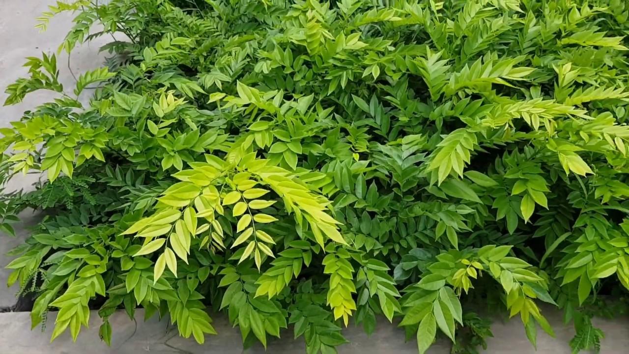 CÂY SƯA ĐỎ - CÂY LẤY GỖ GIÁ TRỊ KINH TẾ CAO, SIÊU LỢI NHUẬN, GỬI ĐI NGUYÊN BẦU
