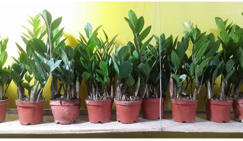Cây kim tiền đặt bàn phong thuỷ hợp mệnh kim và mộc