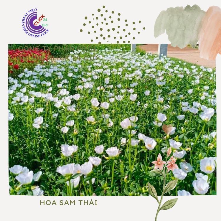 Cành Giống Hoa Sam Chuẩn SAM THÁI Nhập Khẩu Hoa To Màu Trắng Số 15 Tính Theo Cân Hoa Mười Giờ Bonsai & Phụ Kiện
