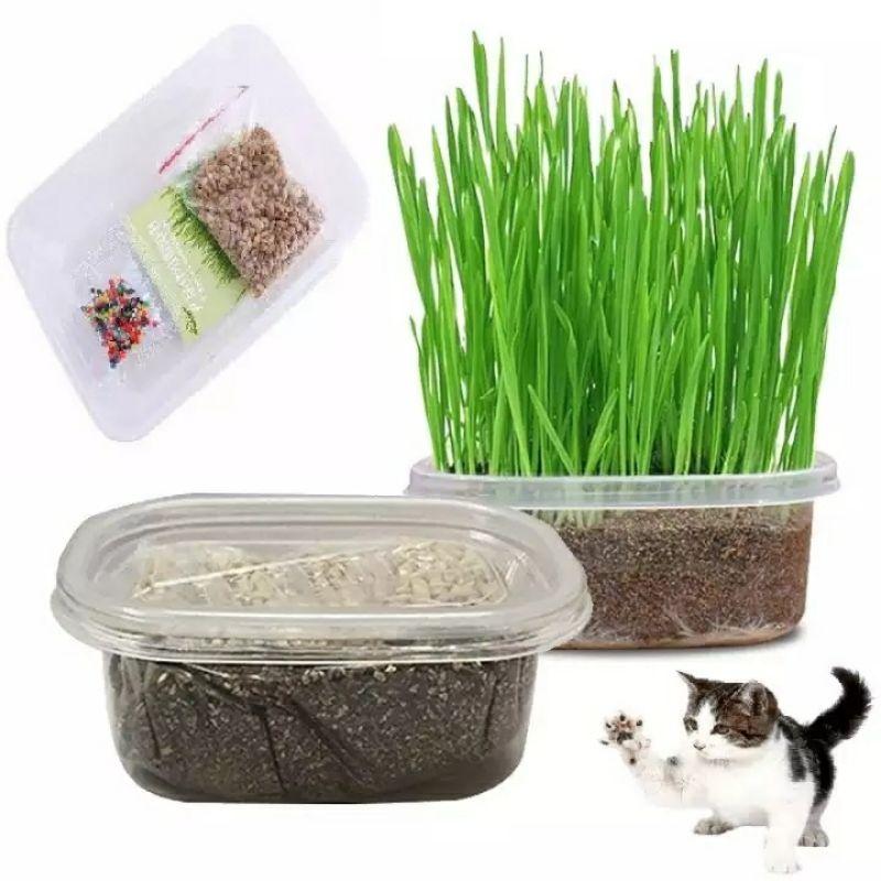 Bộ trồng cỏ tươi cho mèo