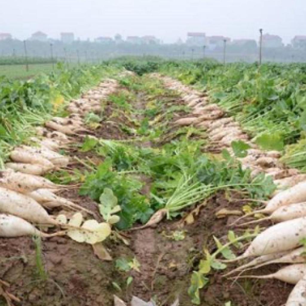 Phân bón siêu to củ 20 20 20, giúp củ to, chống thối, nút, kéo tinh bột vào củ mạnh