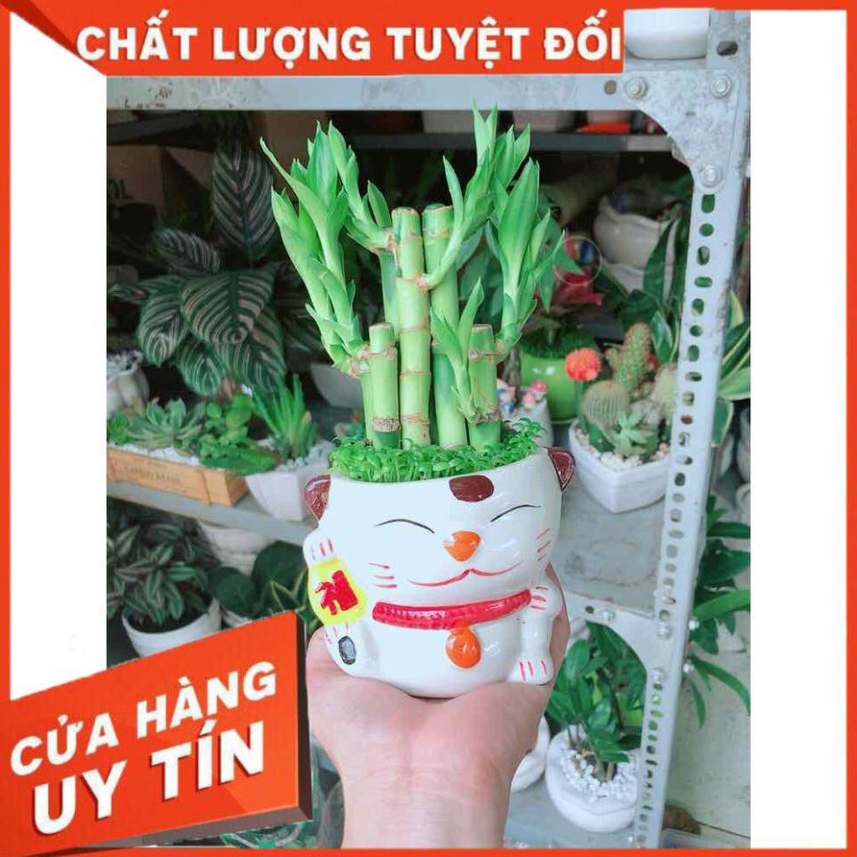 Chậu Trúc Phát Tài Mèo May Mắn Nhiều Người Mua