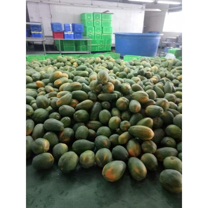 Hạt Giống đu đủ ruột vàng lai F1 - Papaya Sari 666