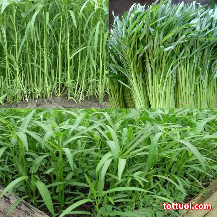 Hat Giống Rau Muống Lá Tre -