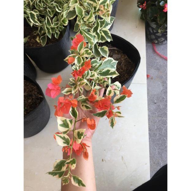 Hoa giấy Cẩm thạch màu vàng cam siêu hoa