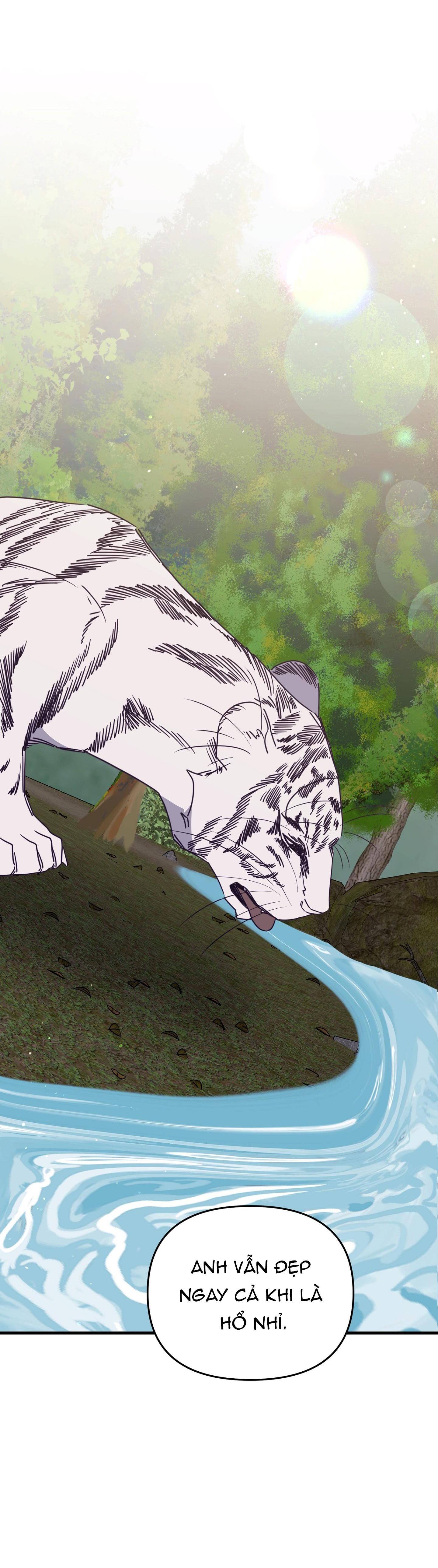 hổ trở về chapter 42 43