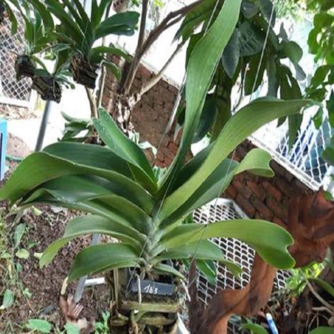 Hoa lan giáng hương ngọc điểm trắng