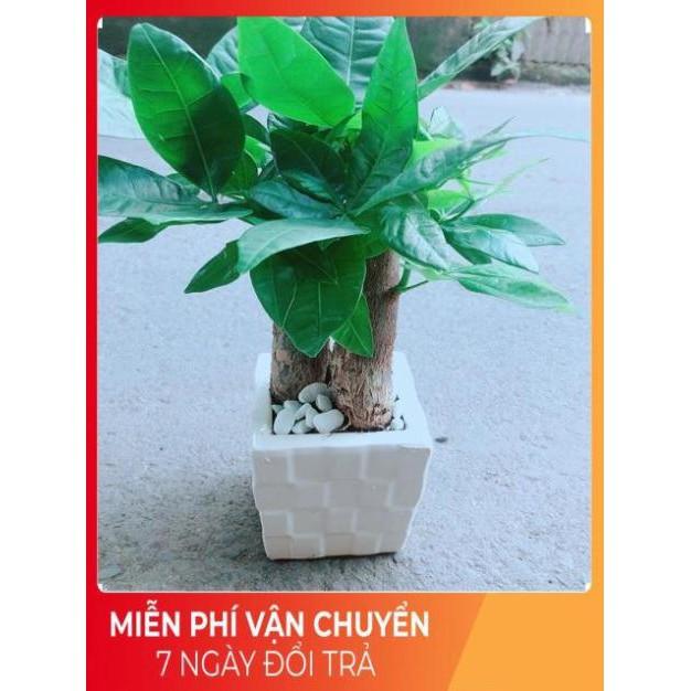 Chậu Kim Ngân 3 Thân