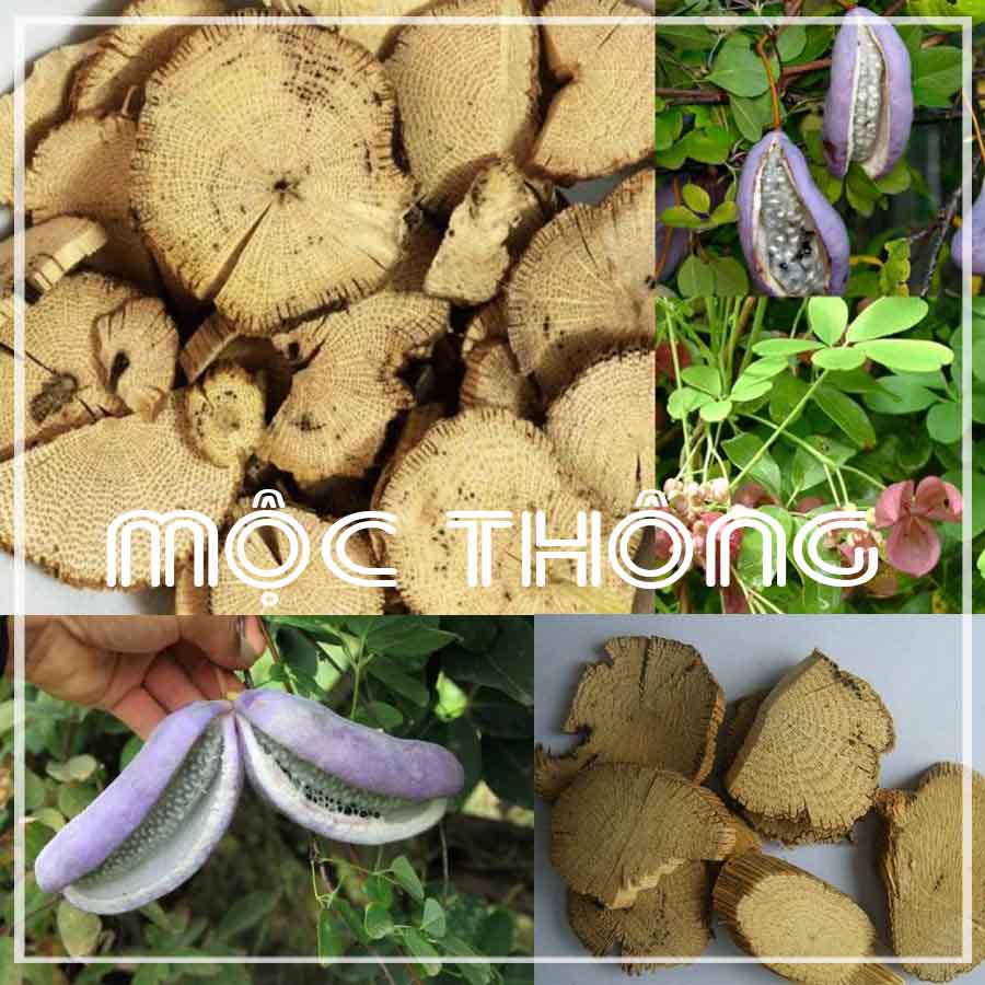 500G Cây Mộc Thông khô sạch