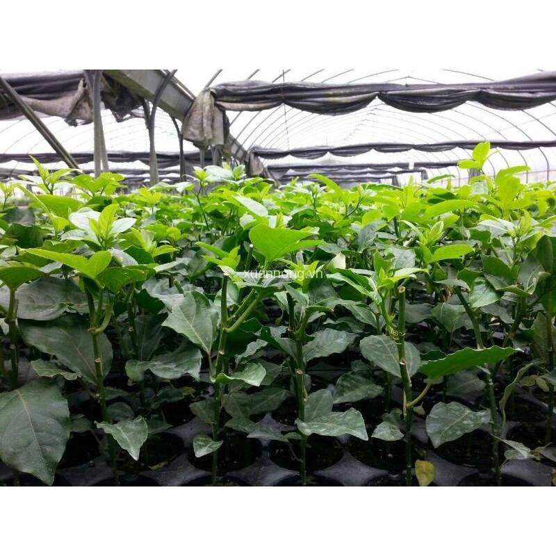 Cây giống CHANH LEO TÍM ĐÀI LOAN ghép- Cây giống chuẩn F1- SIÊU QUẢ