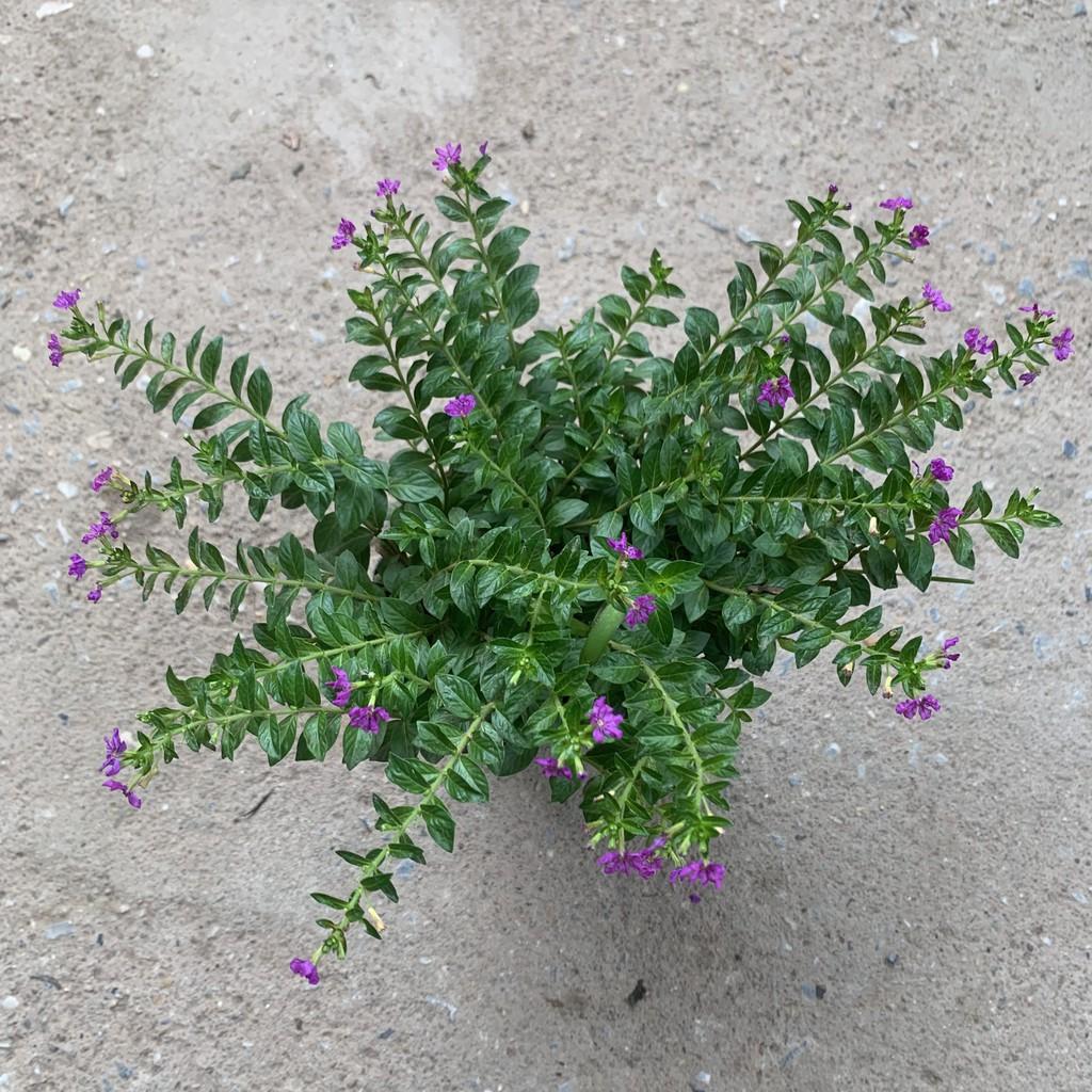 Chậu thài lài treo rủ dài 15-20cm, màu sắc nổi bật đẹp mắt, chậu cây treo trang trí ban công, sân vườn