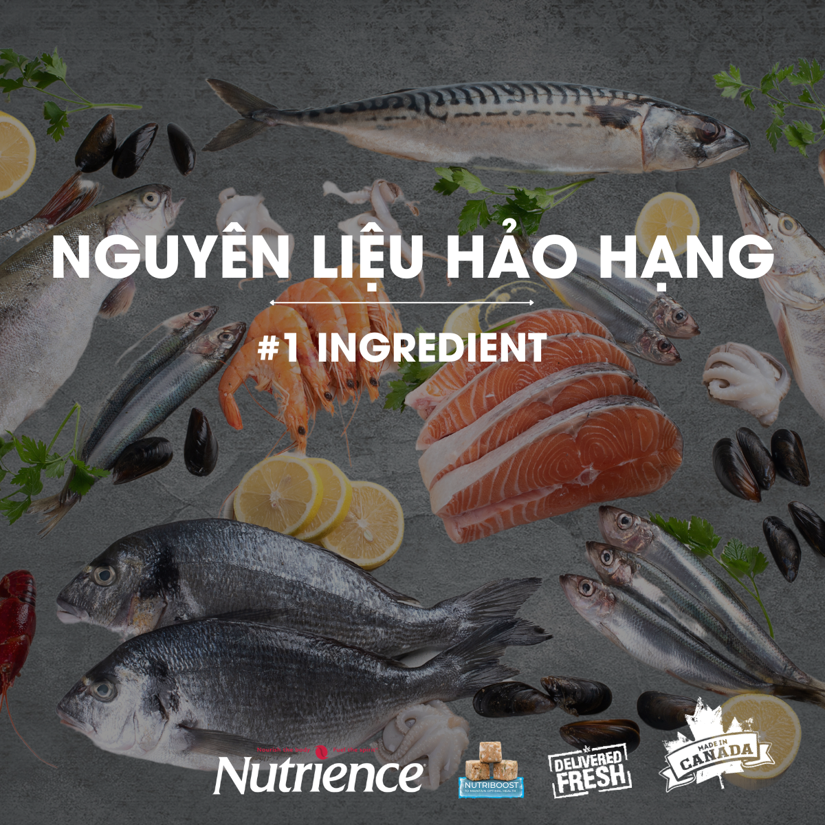 Thức Ăn Cho Mèo Nutrience Subzero Bao 2,27kg - Thịt Gà, Cá Hồi, Cá Trích, Cá Tuyết, Cá Đại Dương, Rau Cu & Trái Cây Tự Nhiên