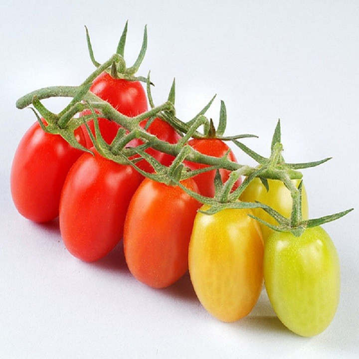 Hạt giống cà chua baby 2