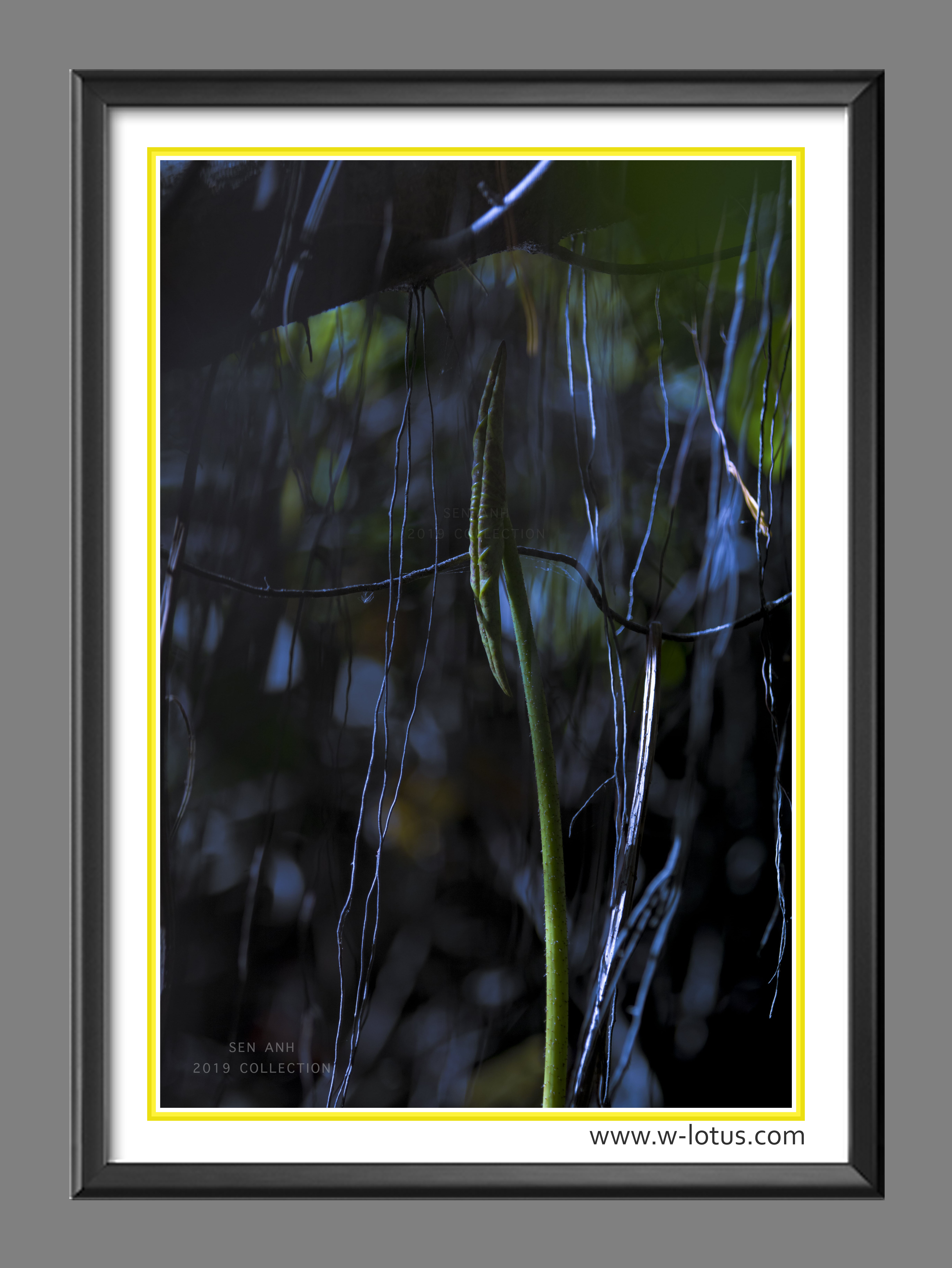 Tranh canvas hoa Sen treo phòng khách ST-00091