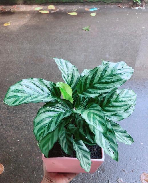 Chậu Đuôi Công Xanh