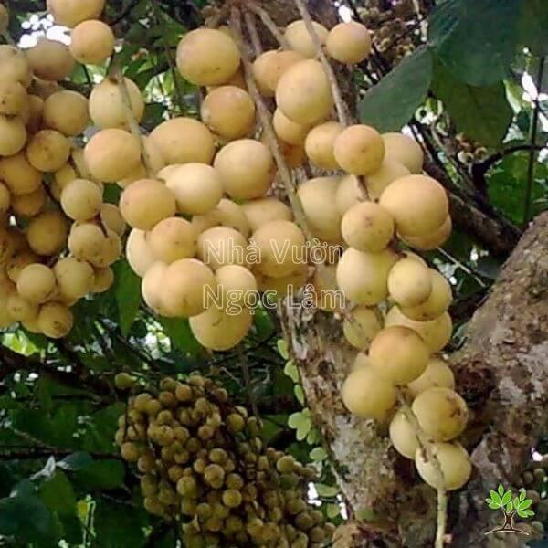 CÂY GIỐNG BÒN BON