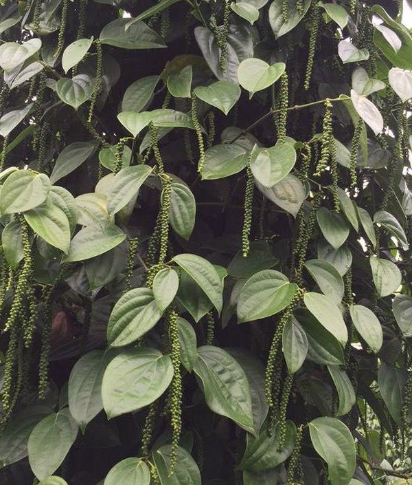 Giống tiêu Srilanka giống hồ tiêu năng suất cao nhất