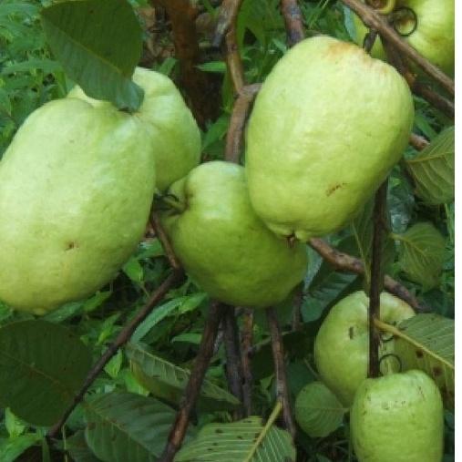 Hạt giống cây ổi xá lị ruột đỏ Đài Loan-Gói 15 hạt/tặng kèm gói phân bón lót