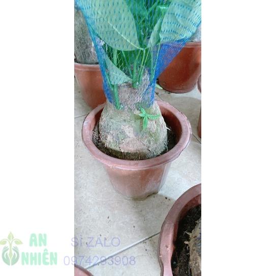 Kim Ngân Gốc 12-14cm