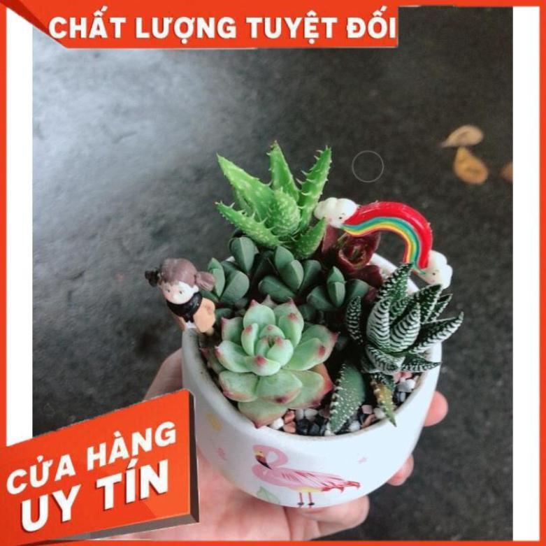 Chậu sen đá tiểu cảnh  Nhiều Người Mua