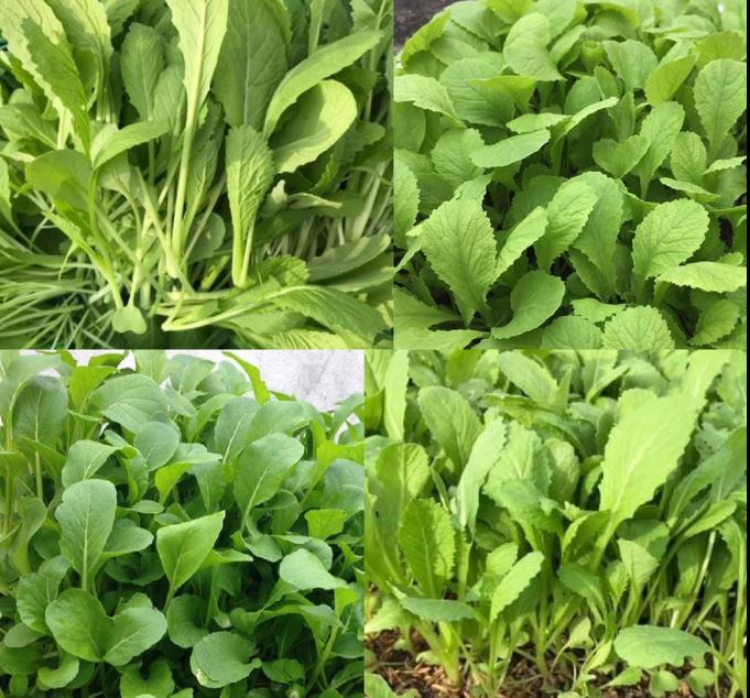 Hạt giống Cải trắng ăn non 207