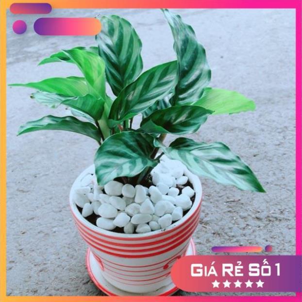 Chậu Đuôi Công Xanh