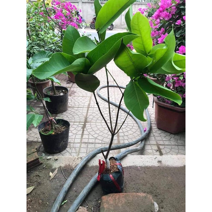 Cây giống mận tím roi trái sớm