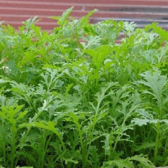 Hạt giống rau cải rau cải xanh nhật dể trồng f1- gói 10 gram-tặng kèm gói phân bón lót
