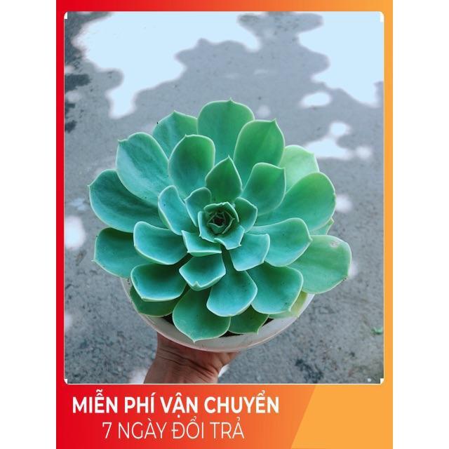 Chậu Sen Đá Xanh Đất Size Đại