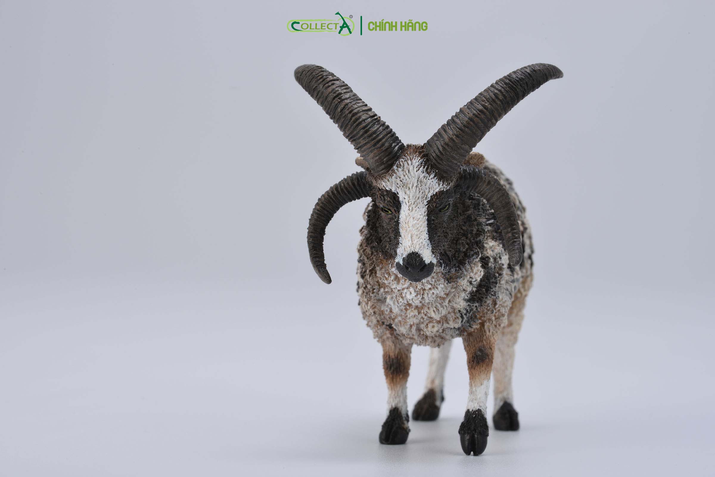 Mô hình thu nhỏ: Cừu Jacob bố - Jacob Sheep , hiệu: CollectA, mã HS 9650160[88728] - Chất liệu an toàn cho trẻ - Hàng chính hãng