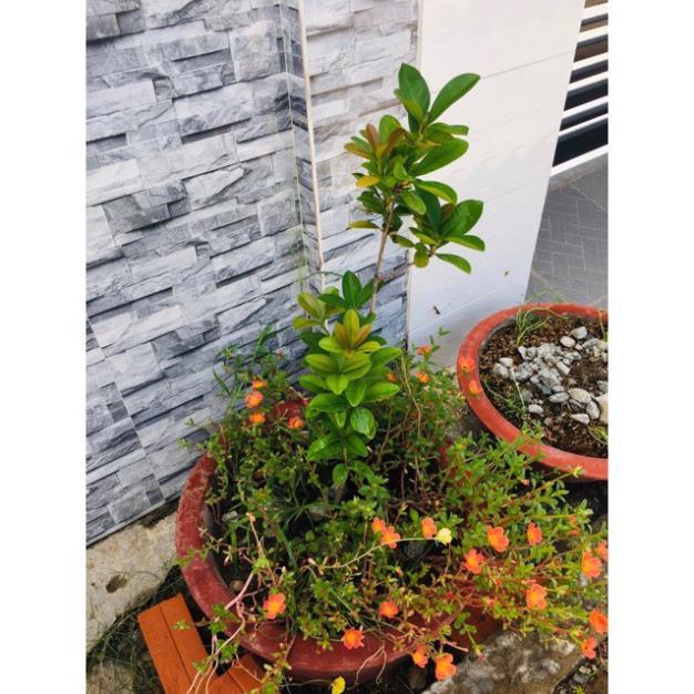 Cây Giống Cherry Brazil Nhiệt Đới - Cây to khỏe cao 80cm