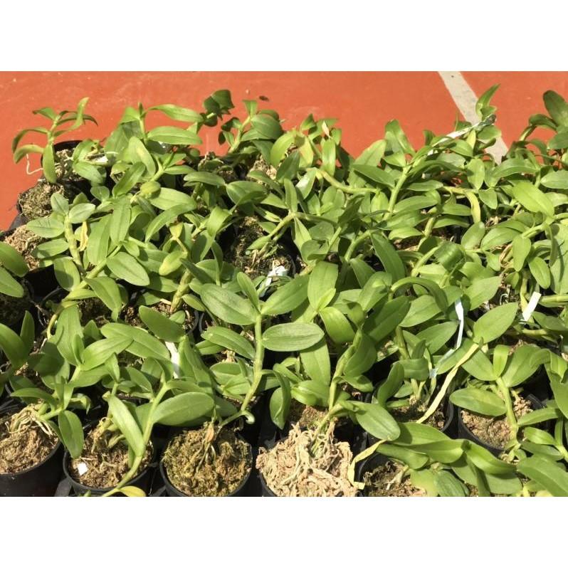 5ct gieo hạt côc giống