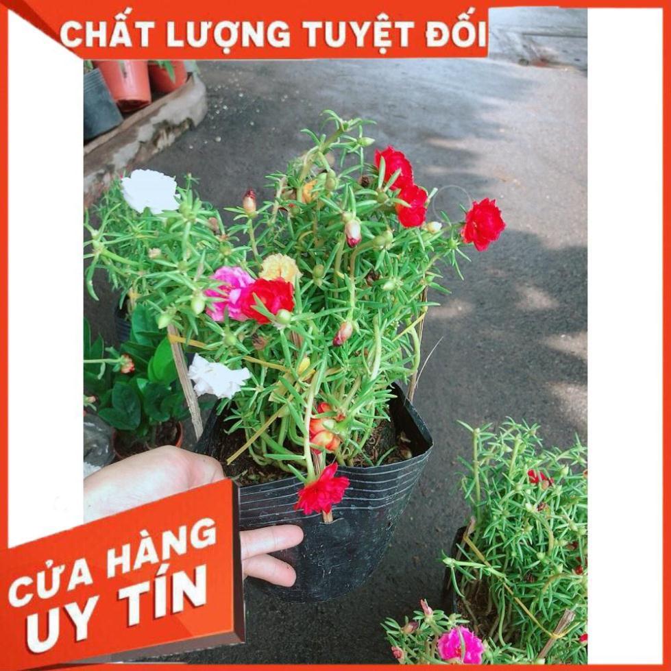 Hoa Mười Giờ Đẹp