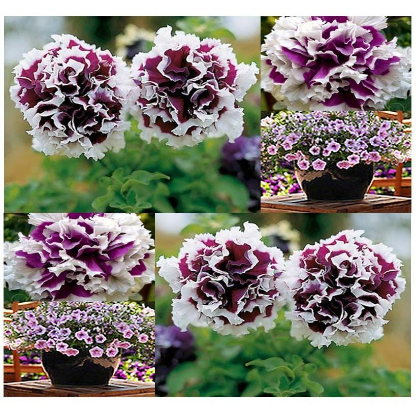 Hạt giống hoa dạ yến thảo kép viền nhiều màu - 10 hạt/gói