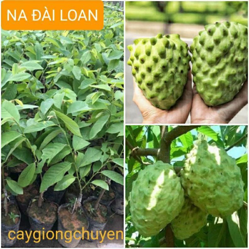 GIỐNG NA DỨA ĐÀI LOAN QUẢ SIÊU TO K9