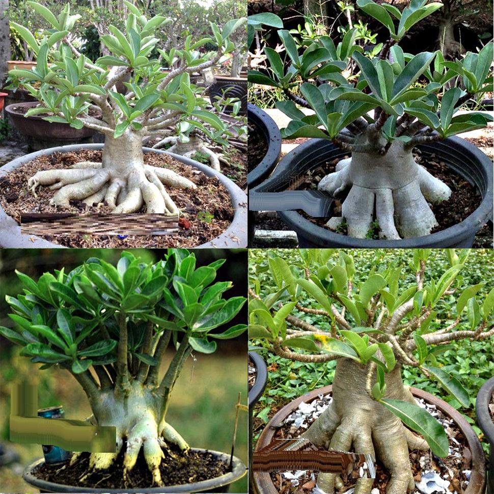 Sứ kim tự tháp, Cây sứ kim tự tháp cây to đẹp
