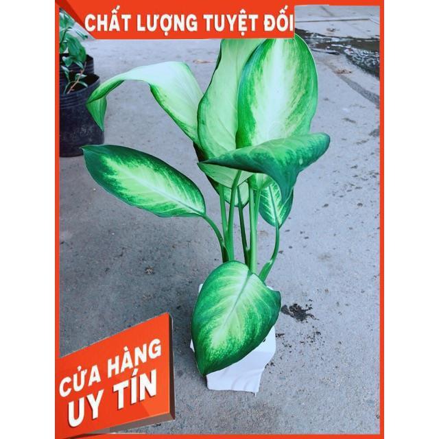 Chậu Vạn Niên Thanh