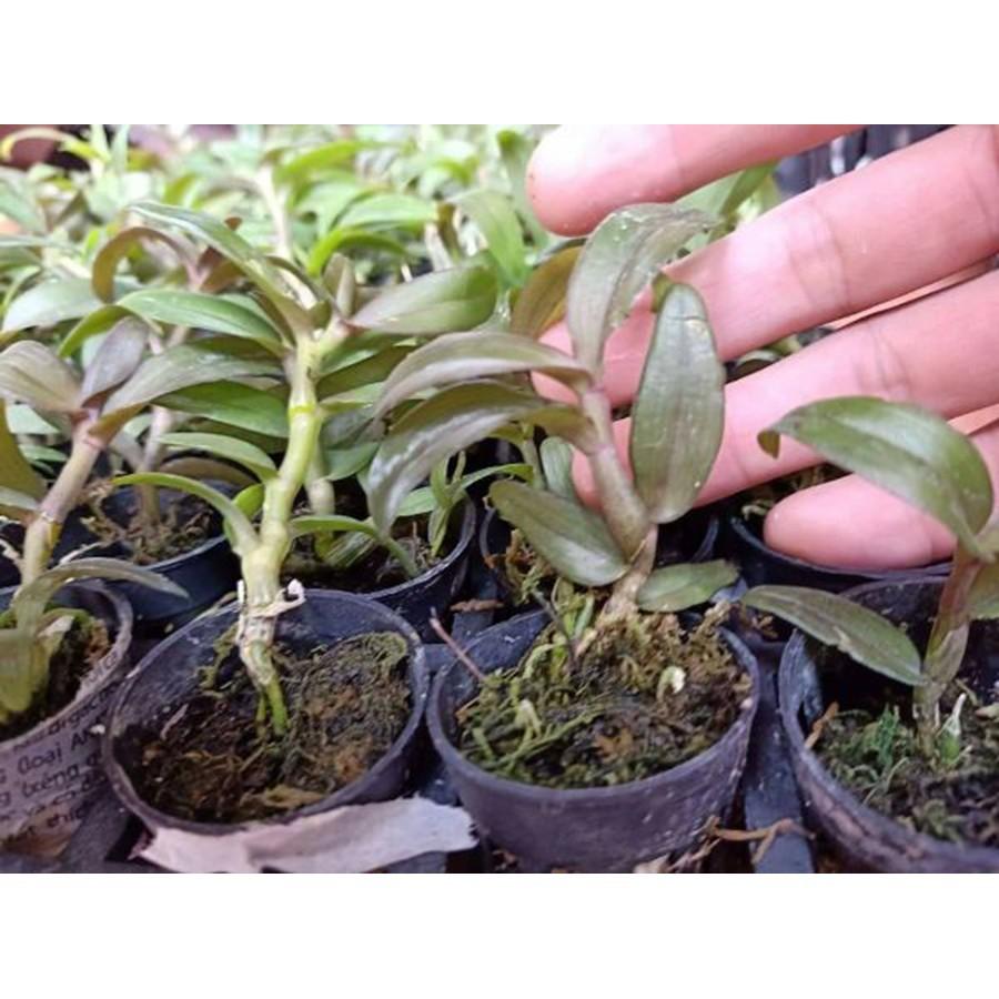 Sản Phẩm Hoa lan phi điệp hòn hèo